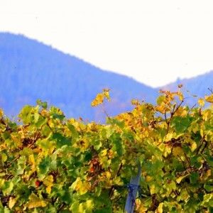 Meet your Posher, Effie